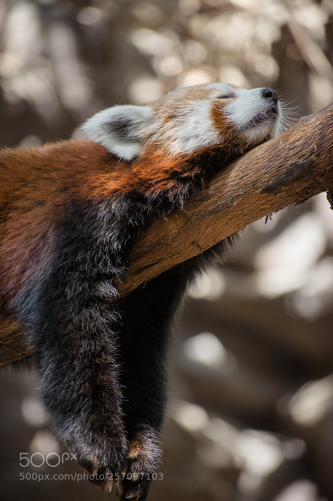 Nikon D7100 sample photo. Sleepy panda  photography