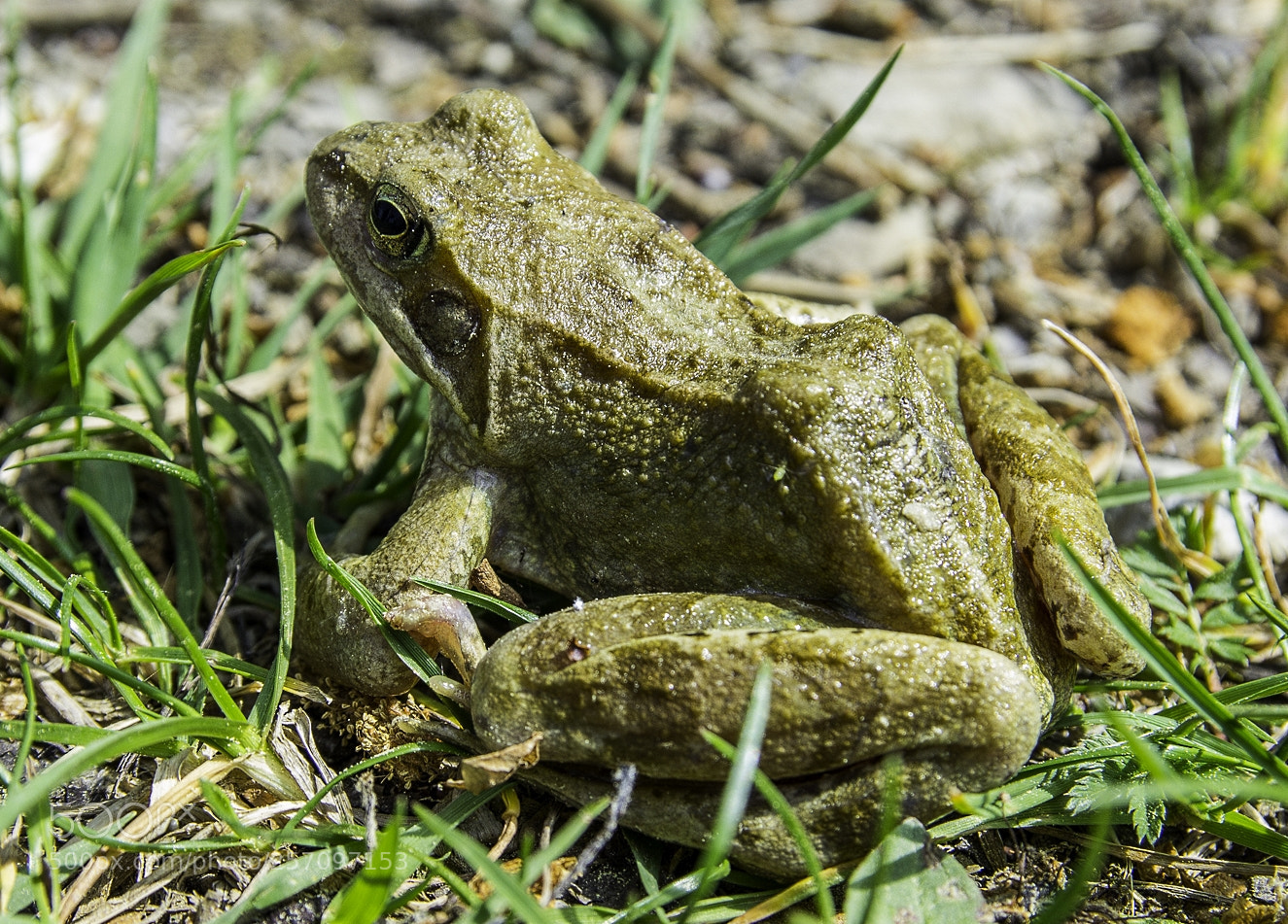 Canon EOS 1200D (EOS Rebel T5 / EOS Kiss X70 / EOS Hi) sample photo. Frog photography