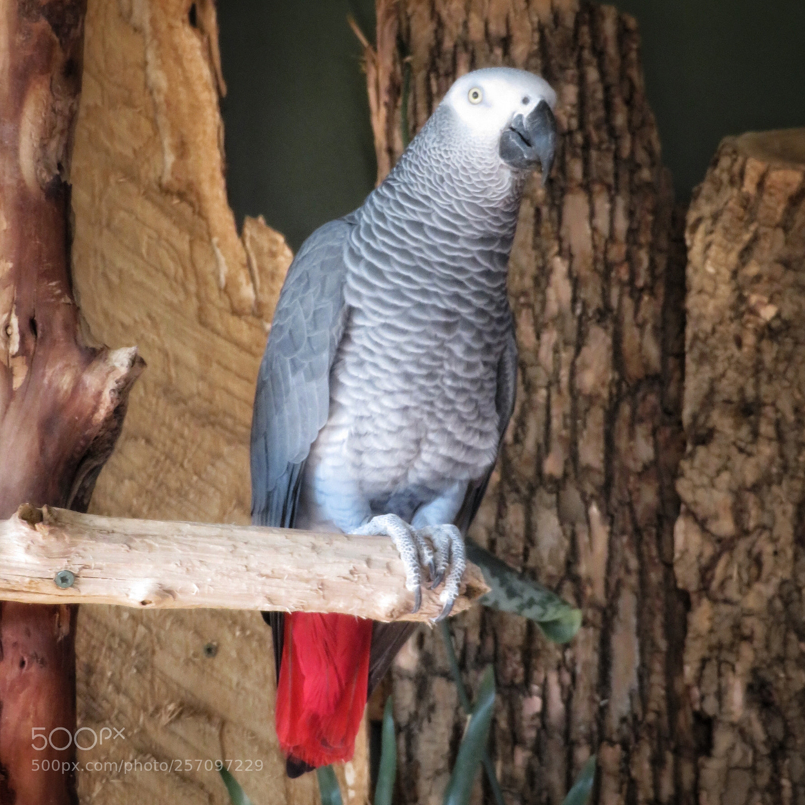 Canon PowerShot SX720 HS sample photo. Congo grey parrot photography