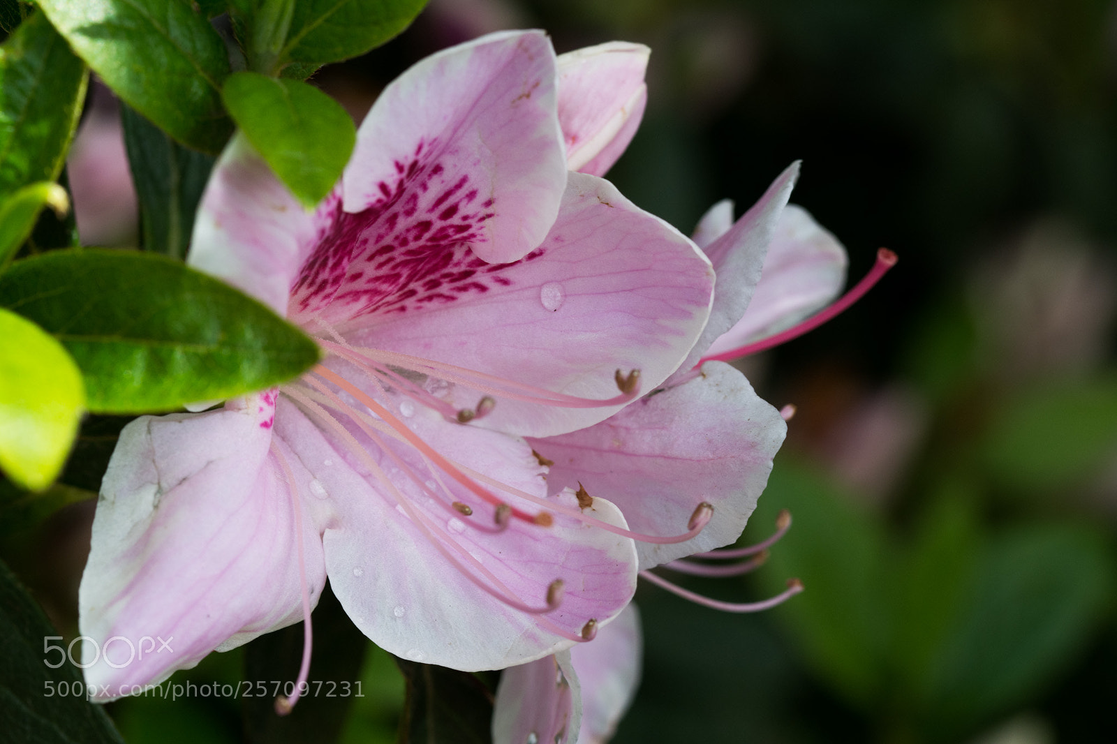 Nikon D7100 sample photo. Rose flower with water photography