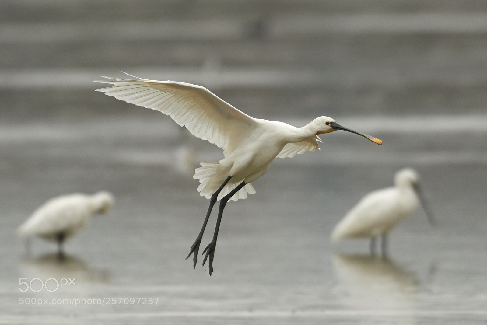 Nikon D800 sample photo. Spoonbill arrives photography