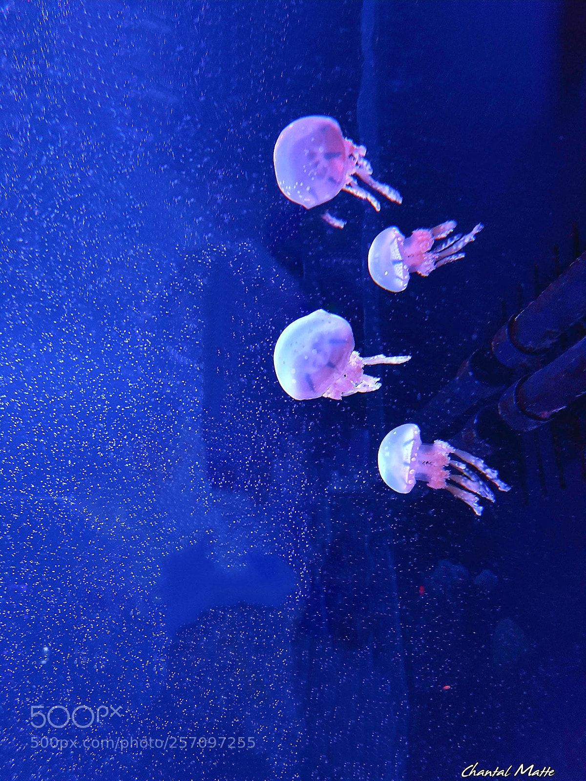 Samsung Galaxy S7 sample photo. Jellyfish  (3) photography