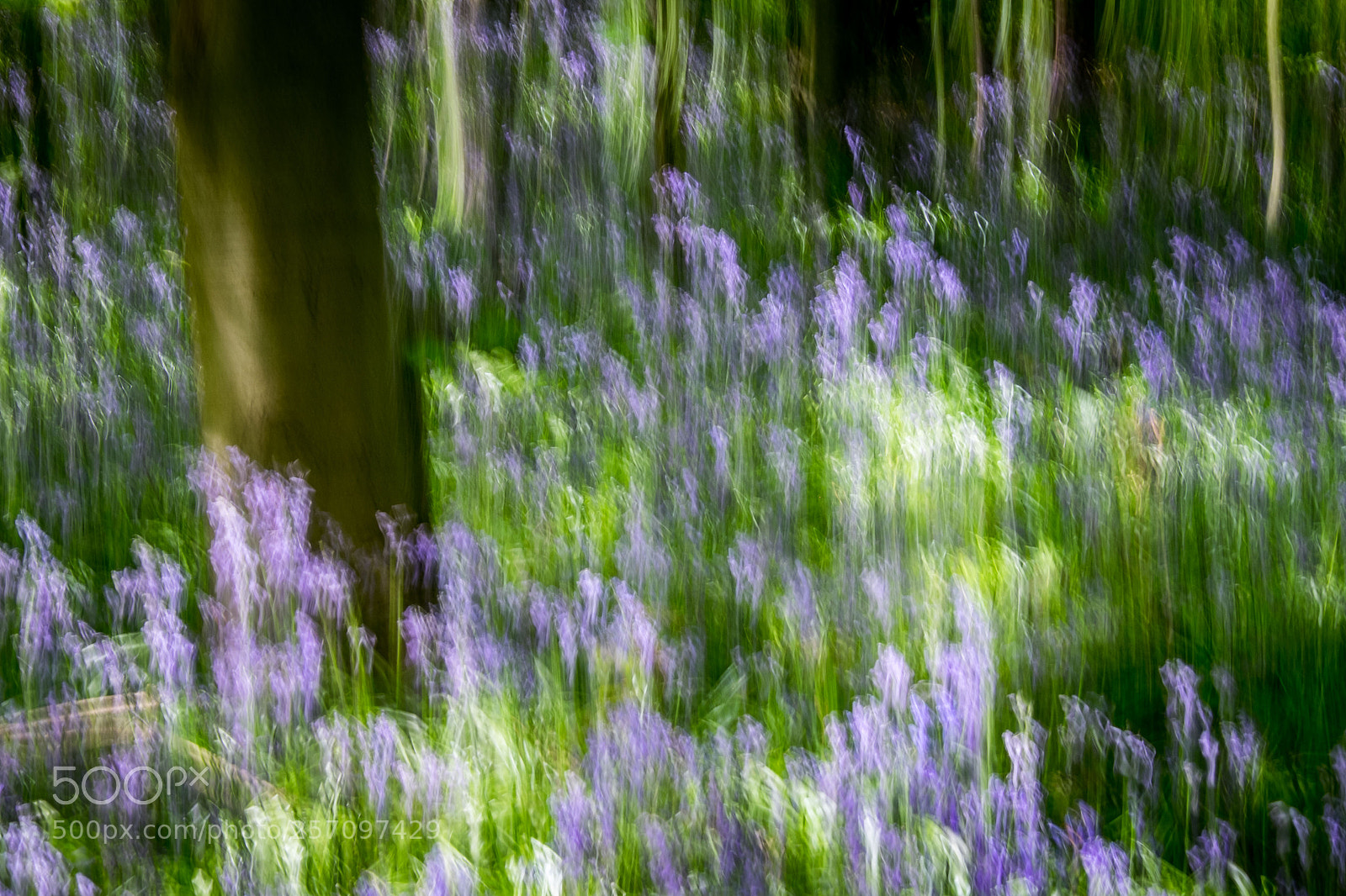Fujifilm X-T1 sample photo. Bluebells 2 photography