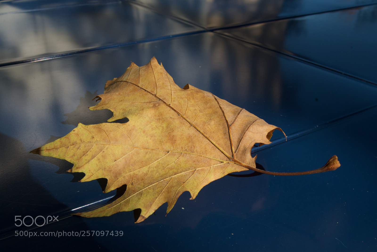 Nikon D60 sample photo. Leaf photography