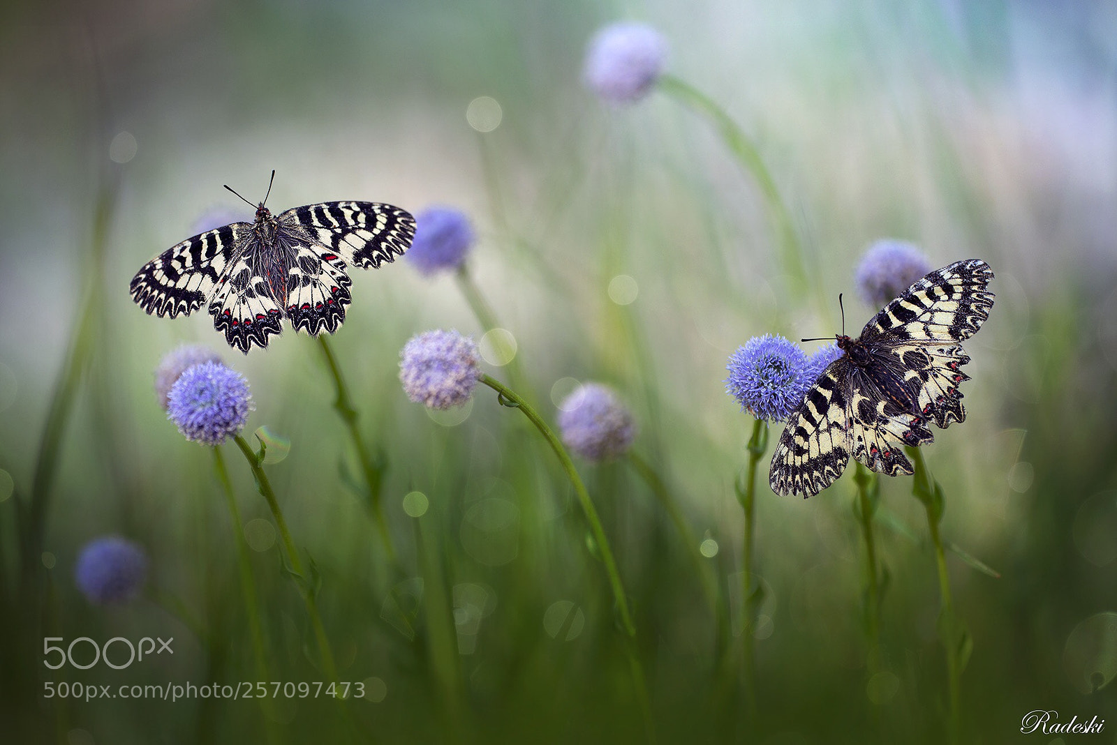 Nikon D800E sample photo. Butterflies among the flowers photography