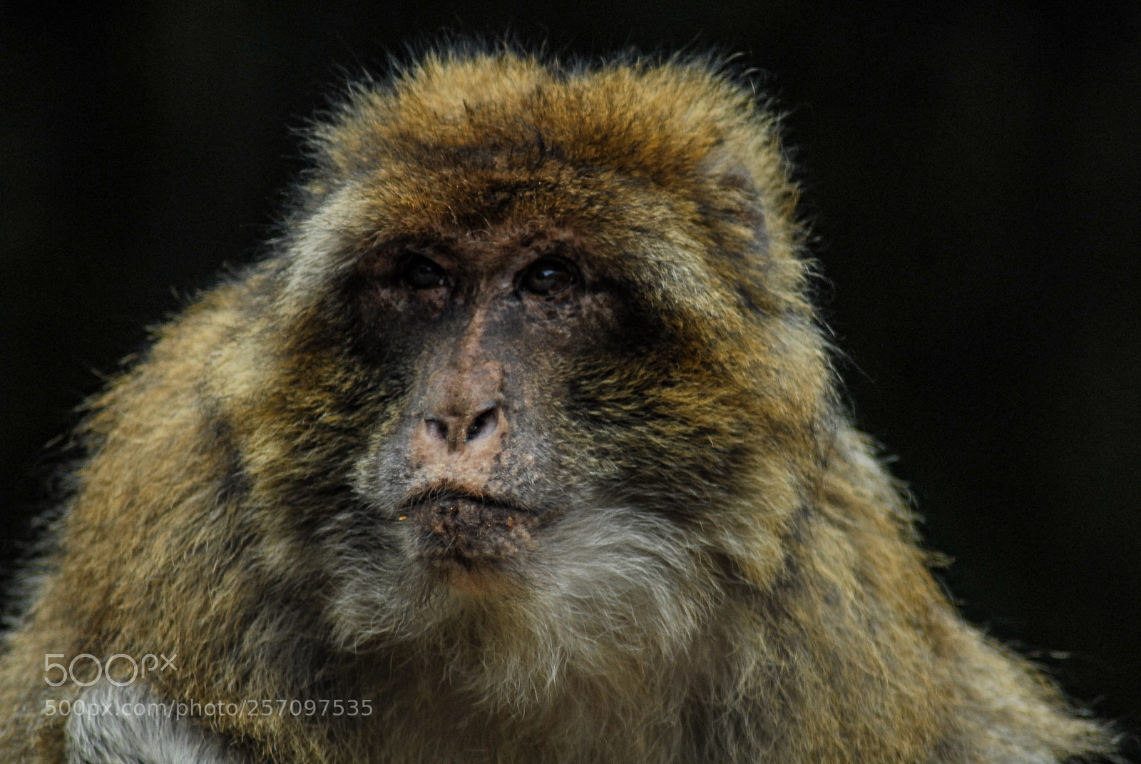 Nikon D200 sample photo. Sitting bull... uhm.. monkey. photography