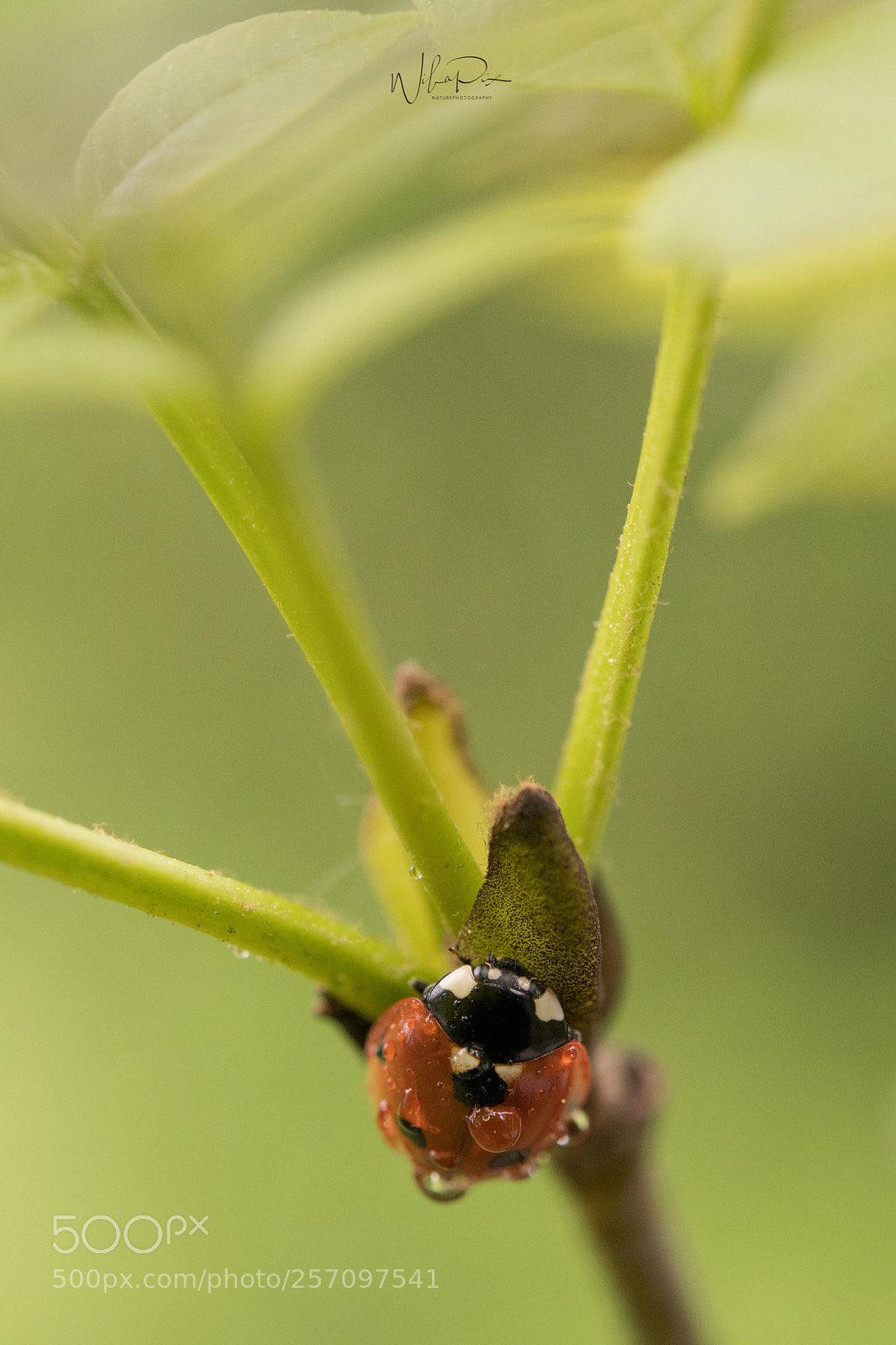 Nikon D500 sample photo. Upside down photography