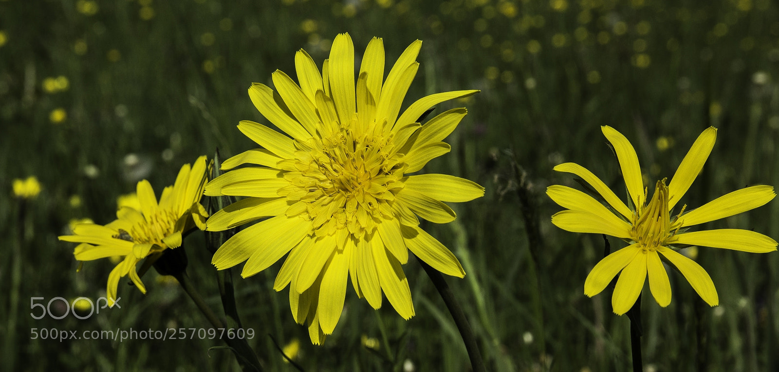 Canon EOS 1200D (EOS Rebel T5 / EOS Kiss X70 / EOS Hi) sample photo. Blossoms photography