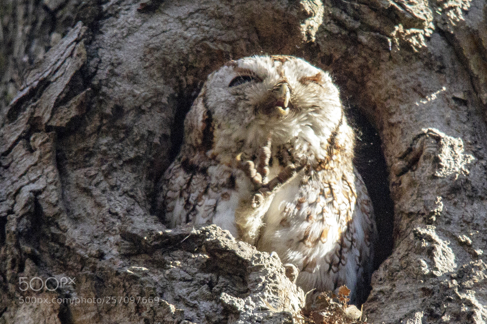 Canon EOS 7D sample photo. Eastern screech-owl preening photography