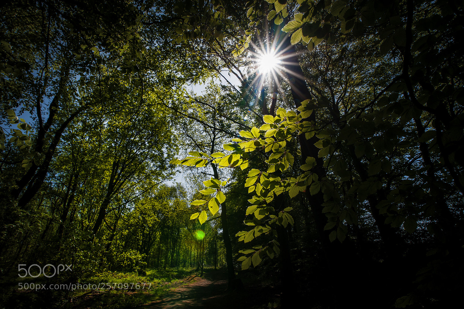Nikon D700 sample photo. Sunlight photography