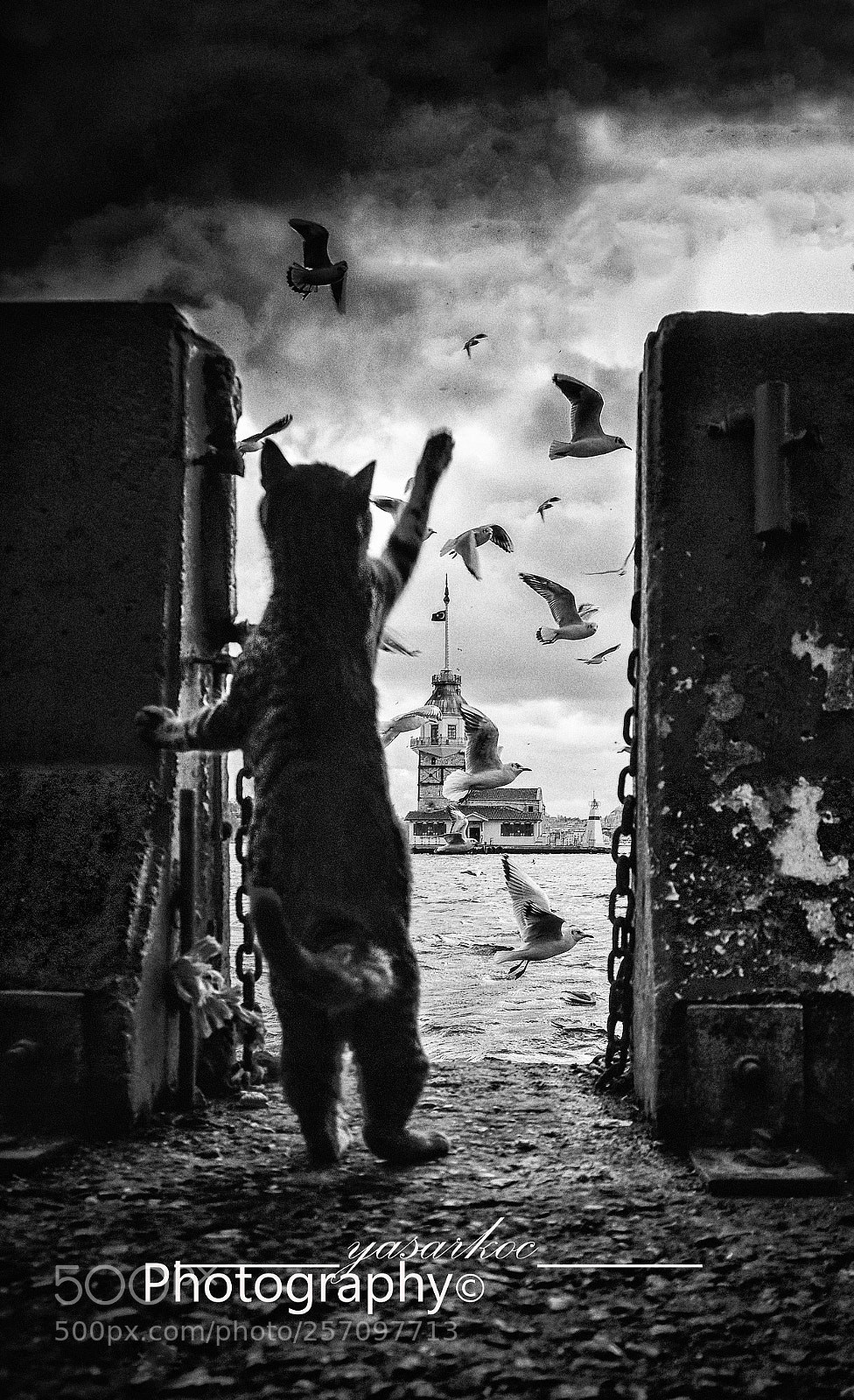 Nikon D7200 sample photo. Istanbul's eyes photography