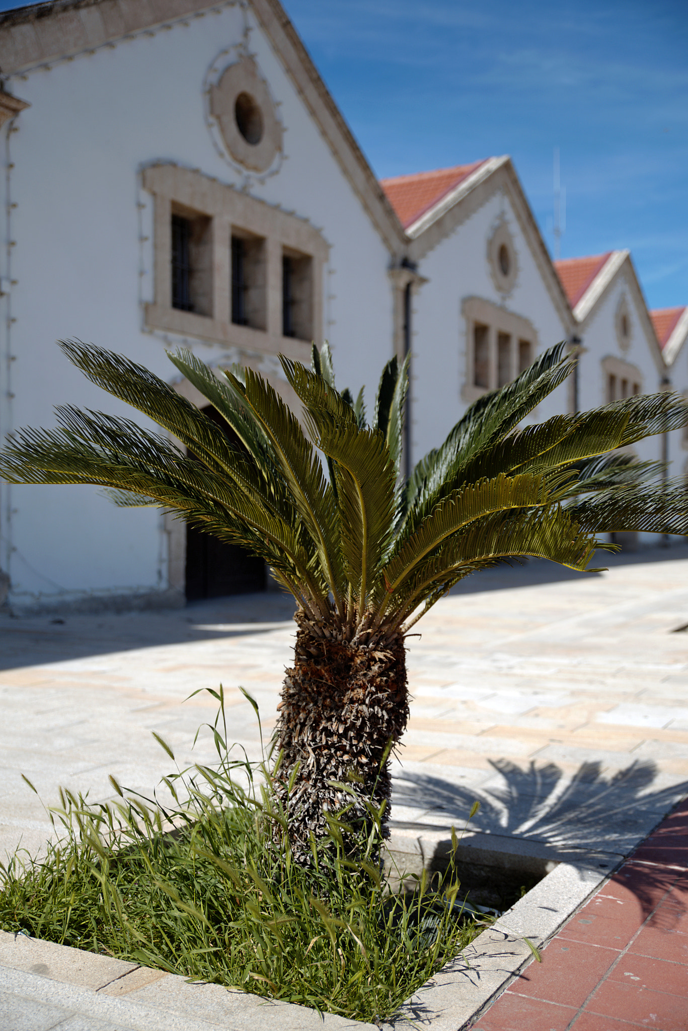 Canon EOS 6D + Canon EF 300mm F2.8L IS II USM sample photo. Europe square, larnaca photography