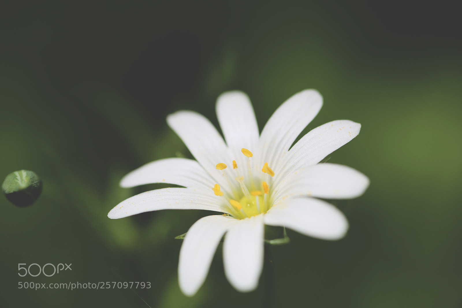 Canon EOS 6D sample photo. White white photography