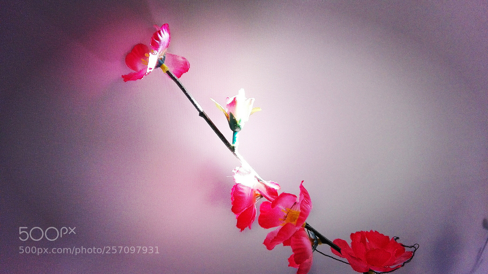HUAWEI P8 Lite sample photo. Pretty pink photography