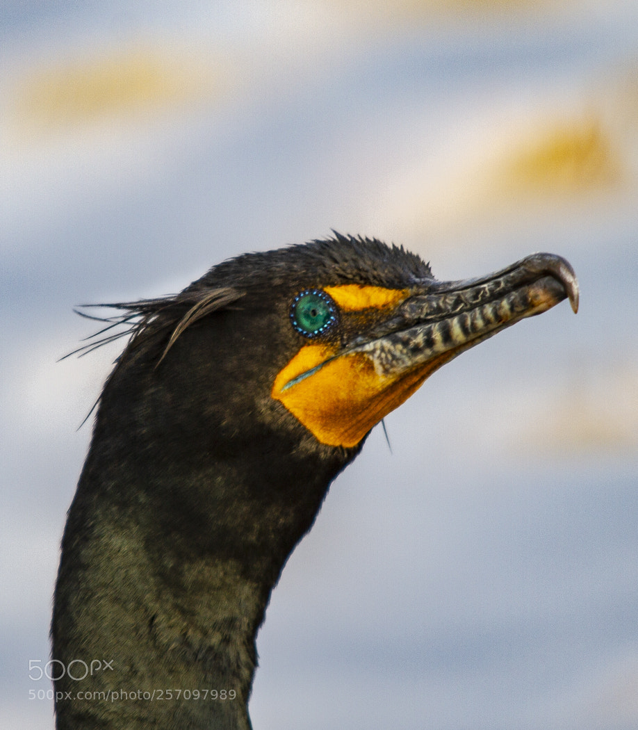 Canon EOS 7D sample photo. Double crested cormorant photography