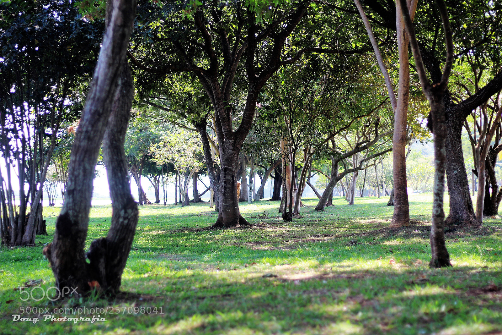Canon EOS 1200D (EOS Rebel T5 / EOS Kiss X70 / EOS Hi) sample photo. Wood!!! photography