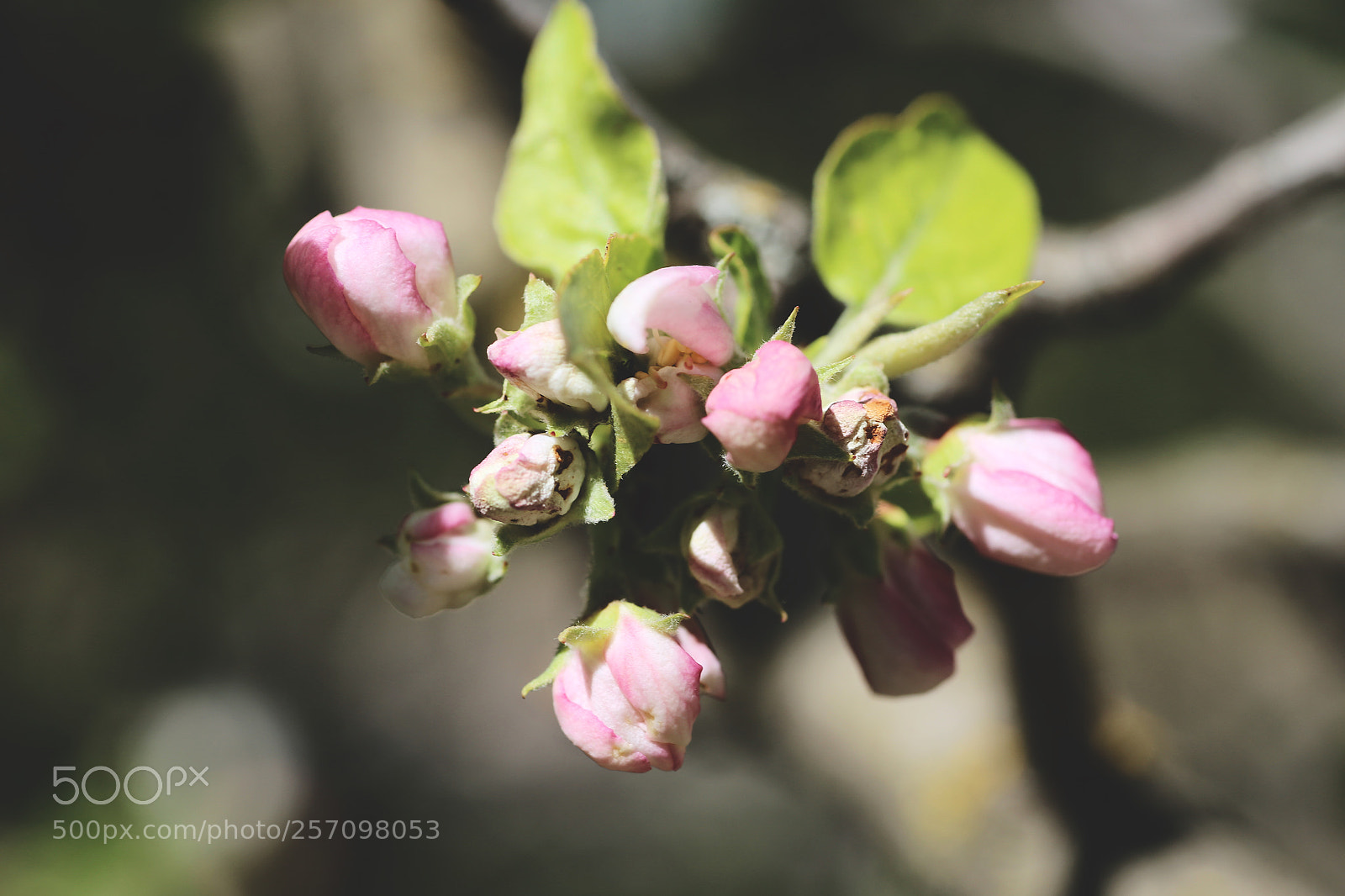Canon EOS 6D sample photo. Pret flow photography