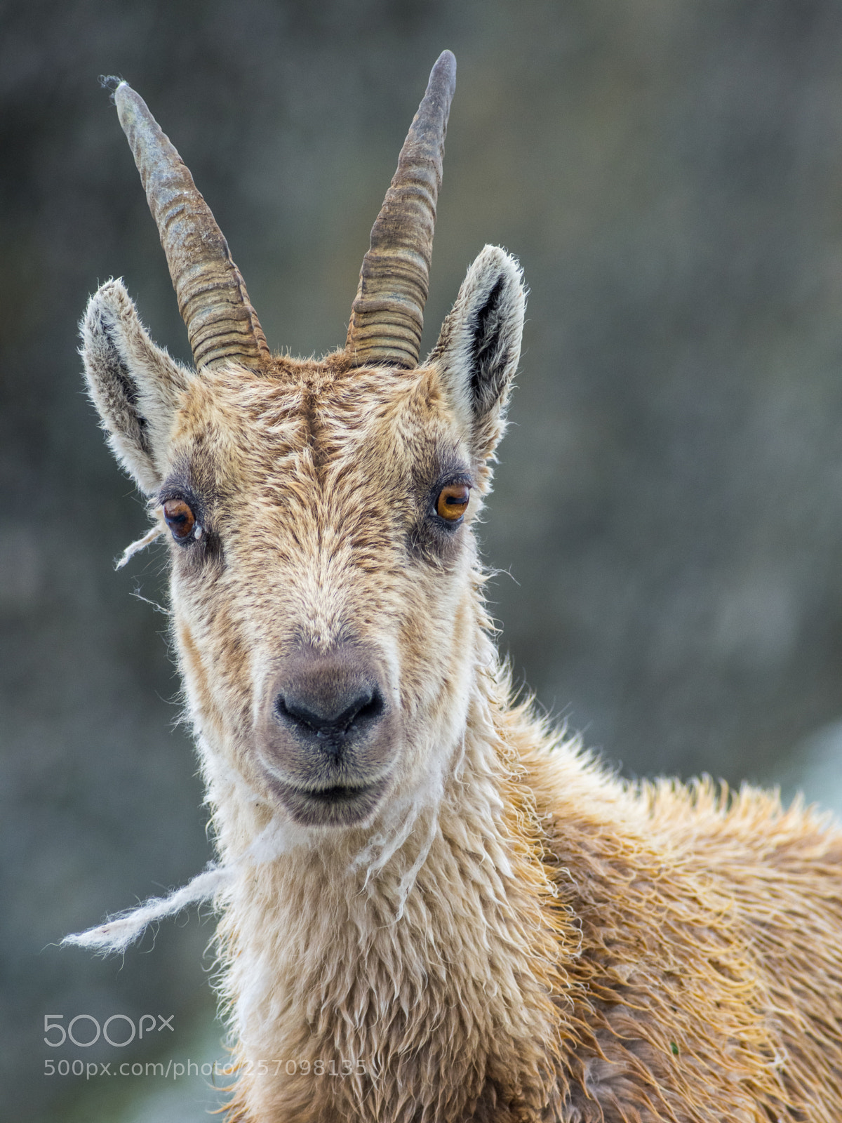 Pentax K-5 sample photo. Alpine ibex photography