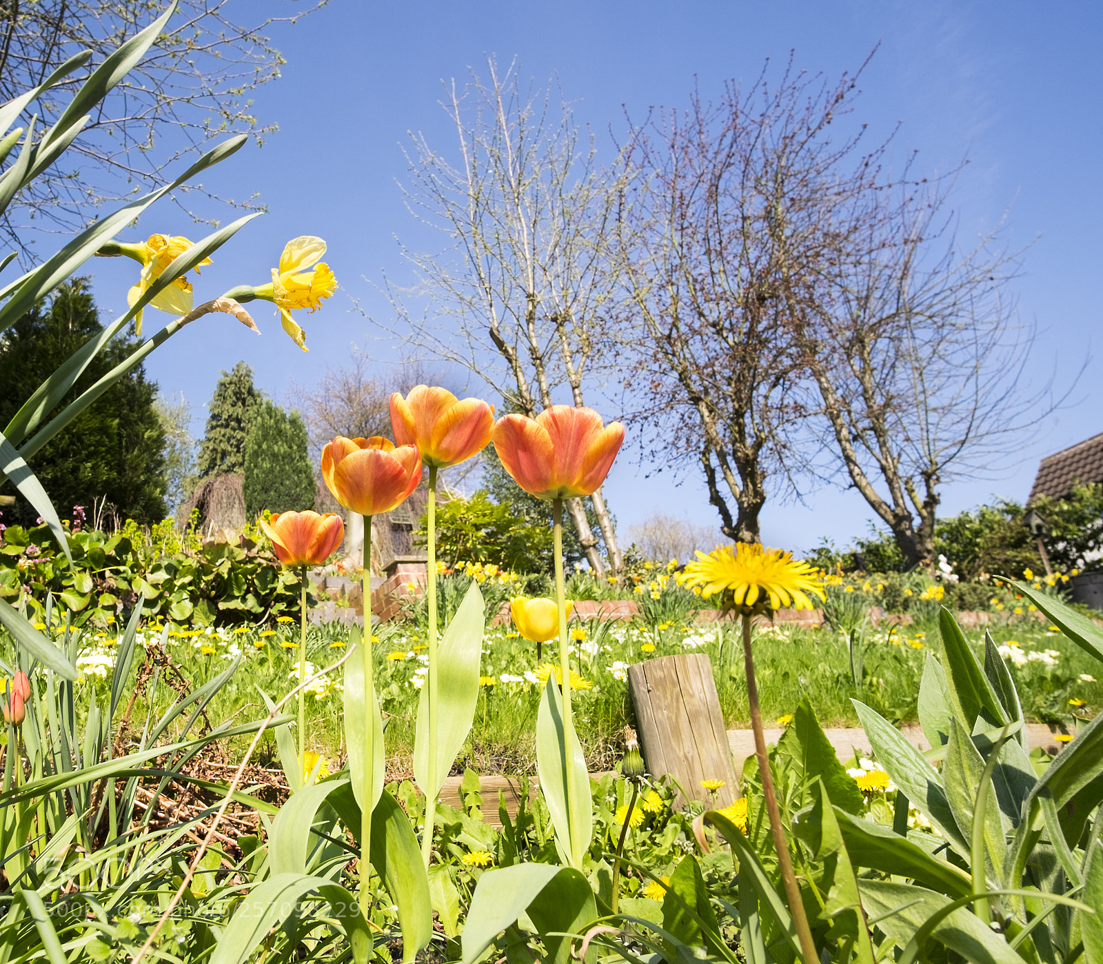 Fujifilm X-T1 sample photo. Spring garden photography