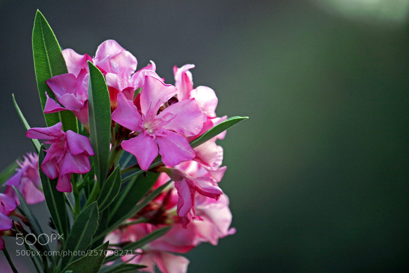 Canon EOS 50D sample photo. Green and pink photography