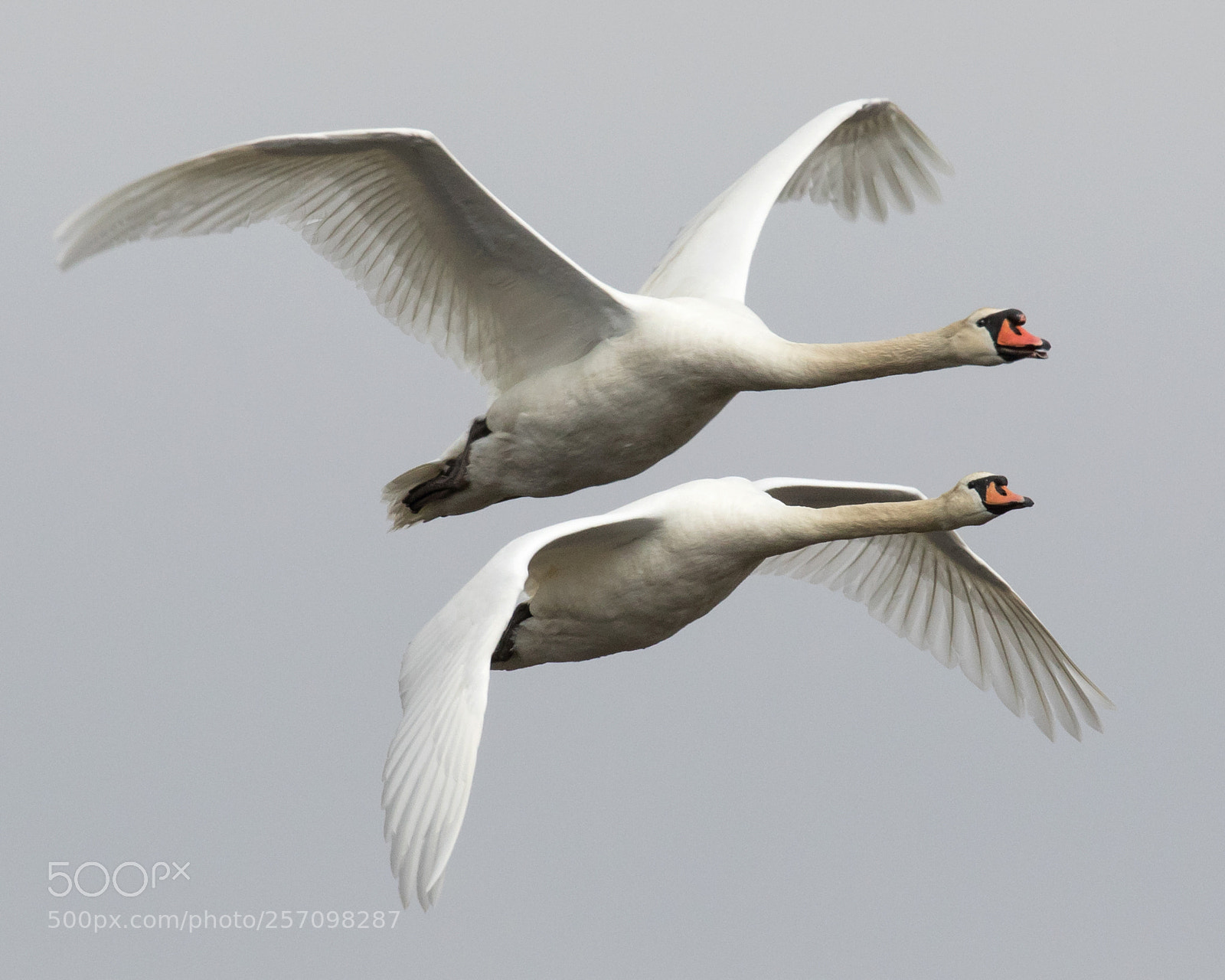 Canon EOS 7D Mark II sample photo. Mute swans in flight photography