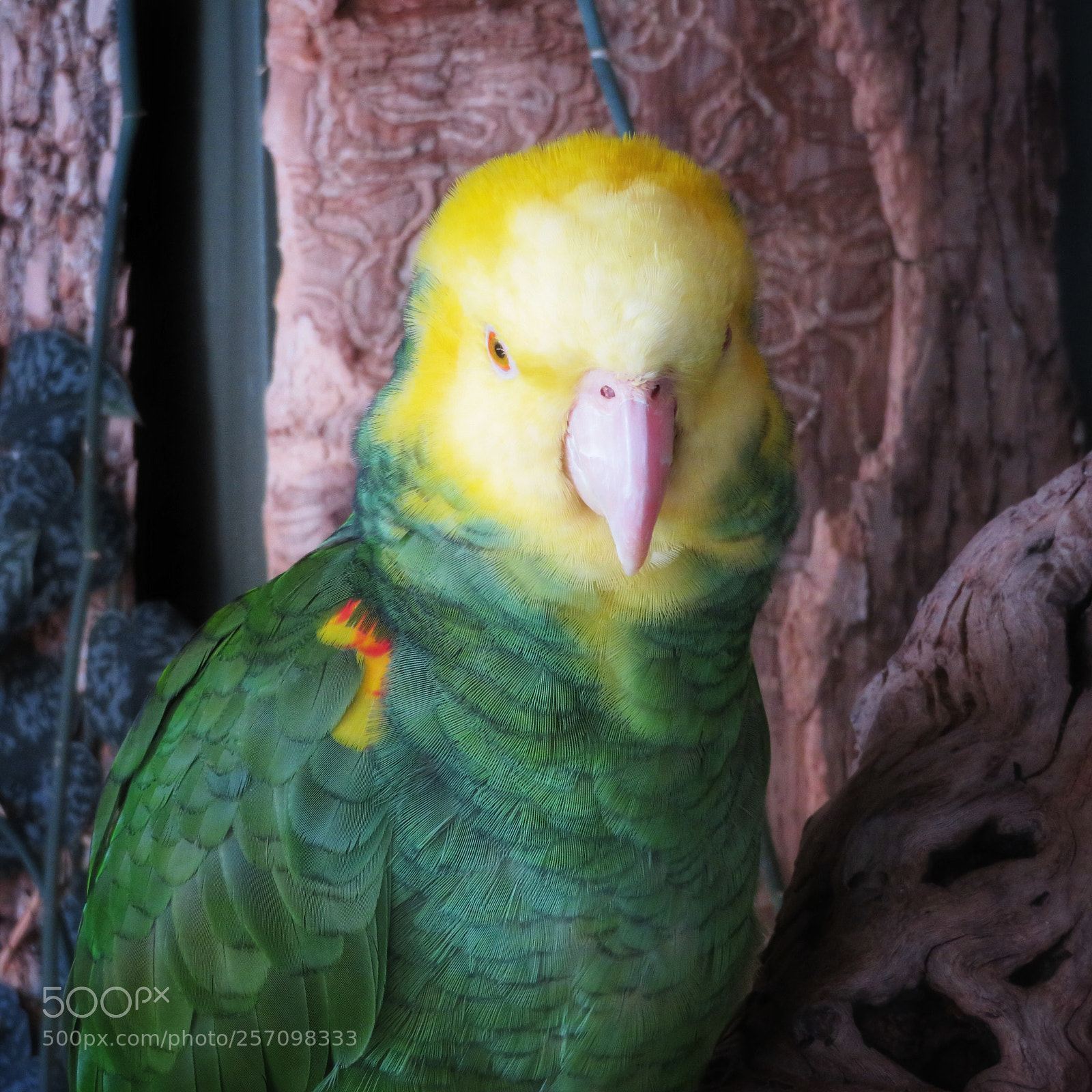 Canon PowerShot SX720 HS sample photo. Double yellow-headed amazon photography
