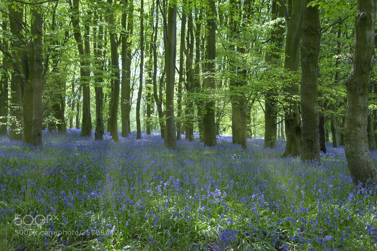 Nikon D7200 sample photo. Blue bell wood photography