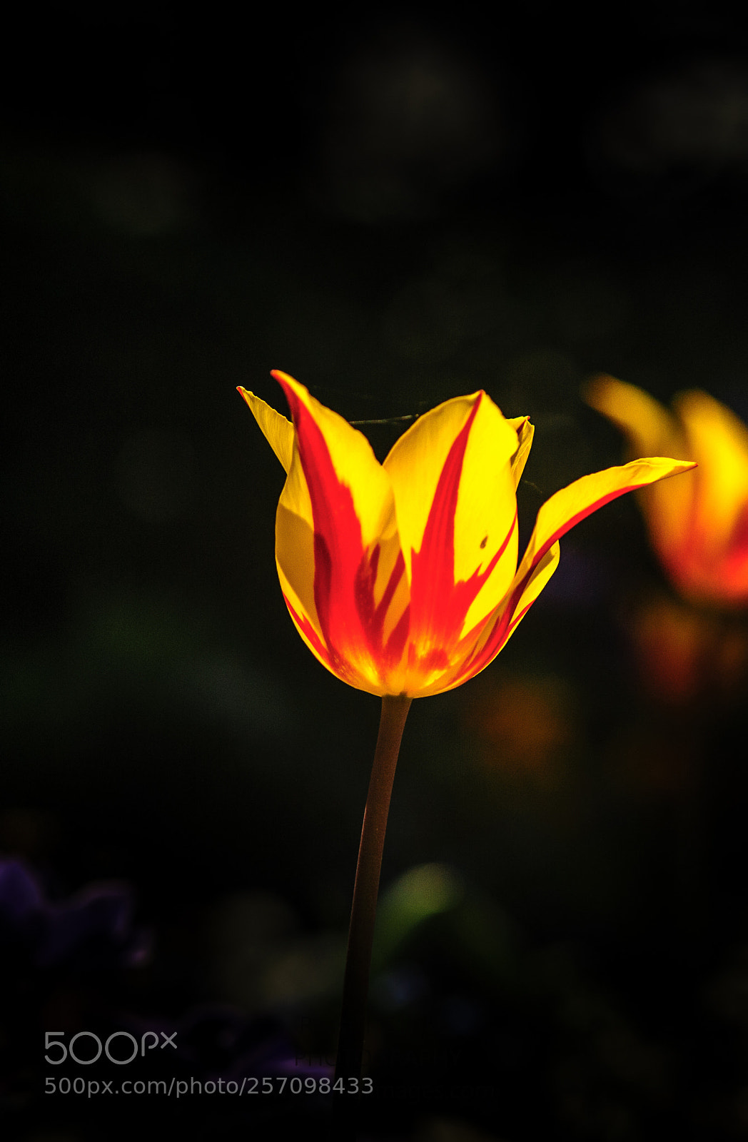 Nikon D700 sample photo. Tulip photography
