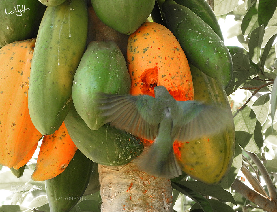 Nikon Coolpix P610 sample photo. Feeding photography