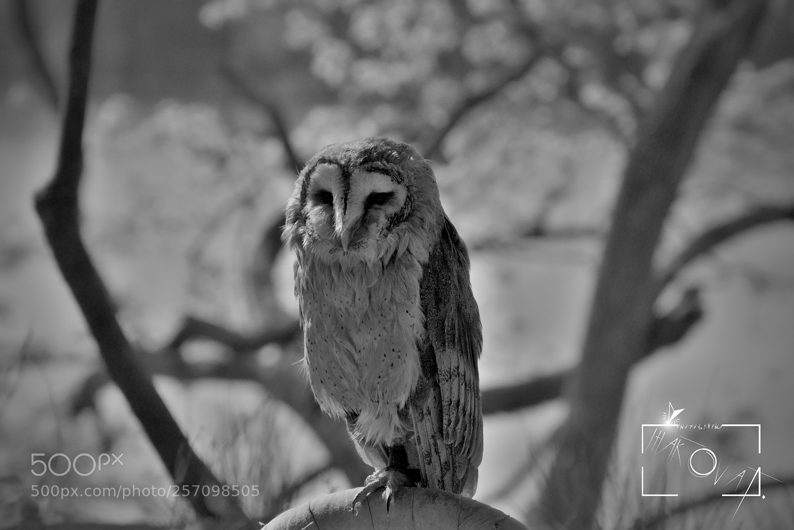 Nikon D5200 sample photo. Untitled photography