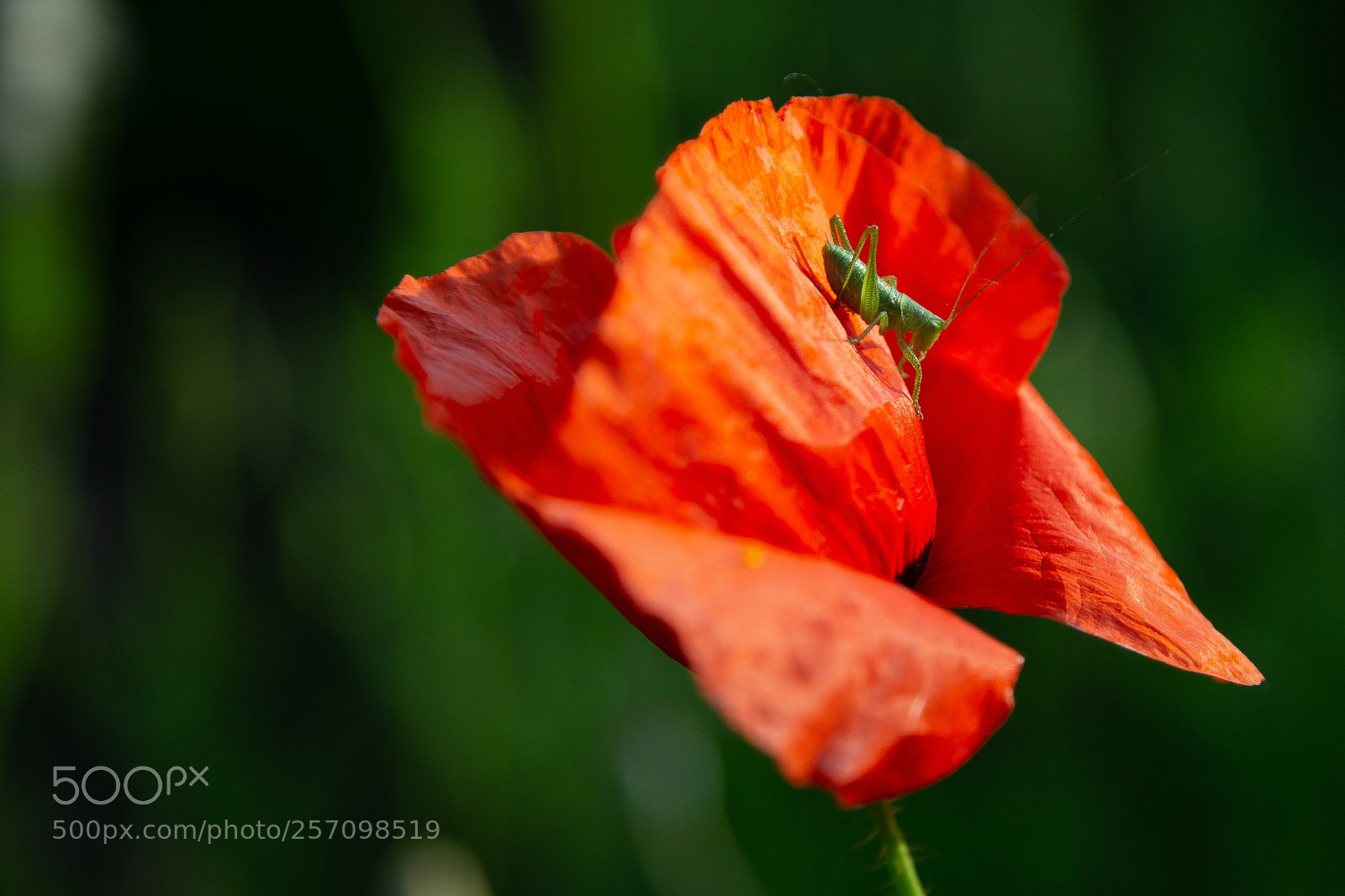 Canon EOS 6D sample photo. Jiminy cricket photography