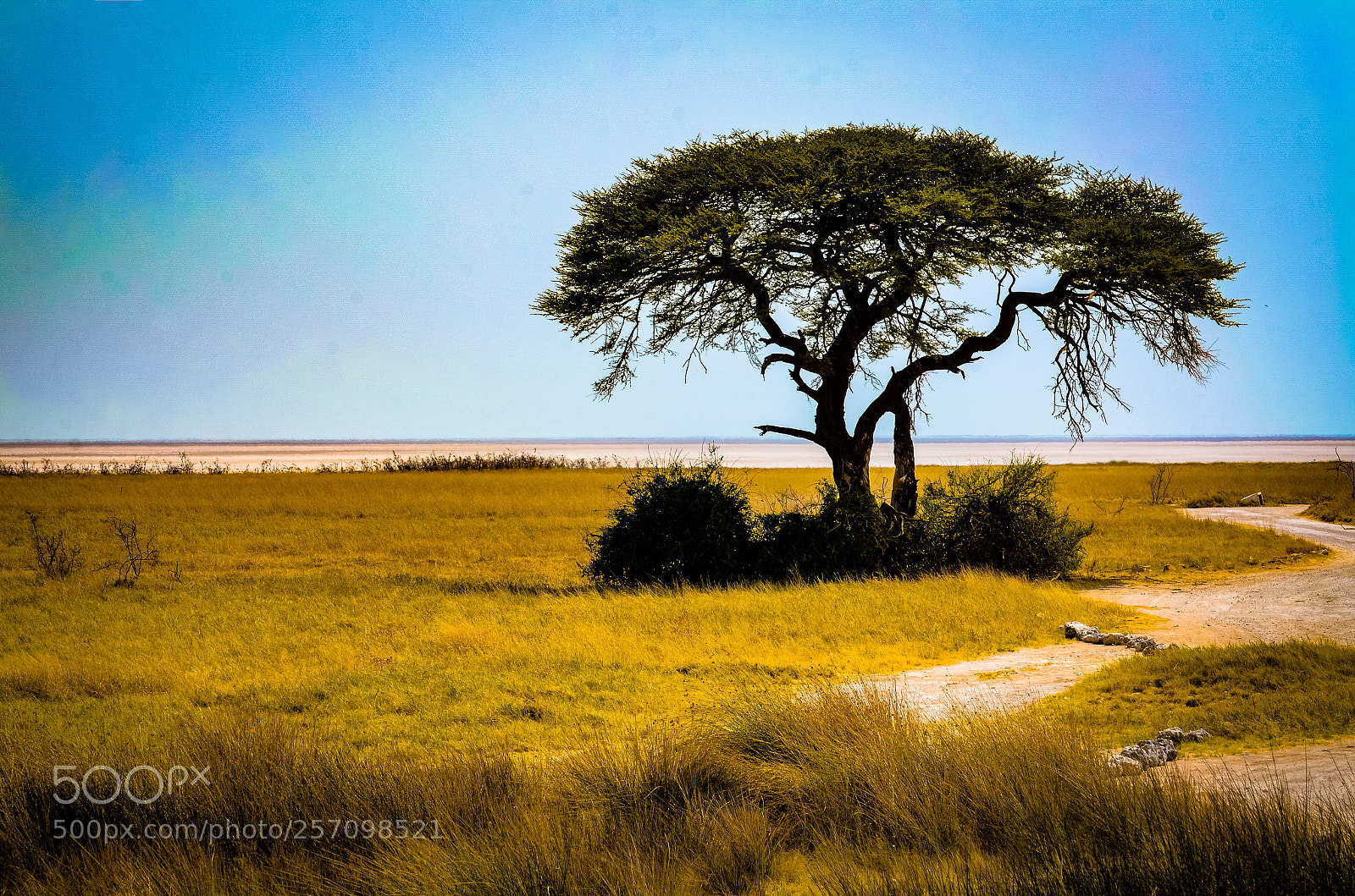 Nikon D7000 sample photo. Lone tree photography