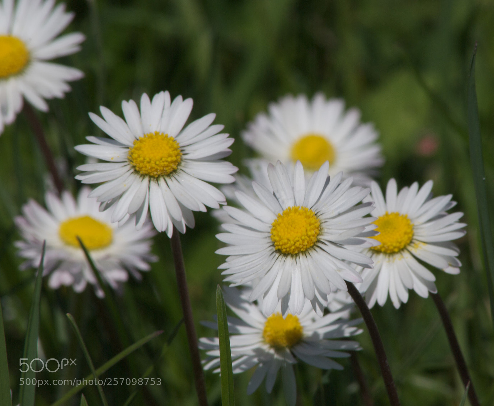 Nikon D60 sample photo. Version photography