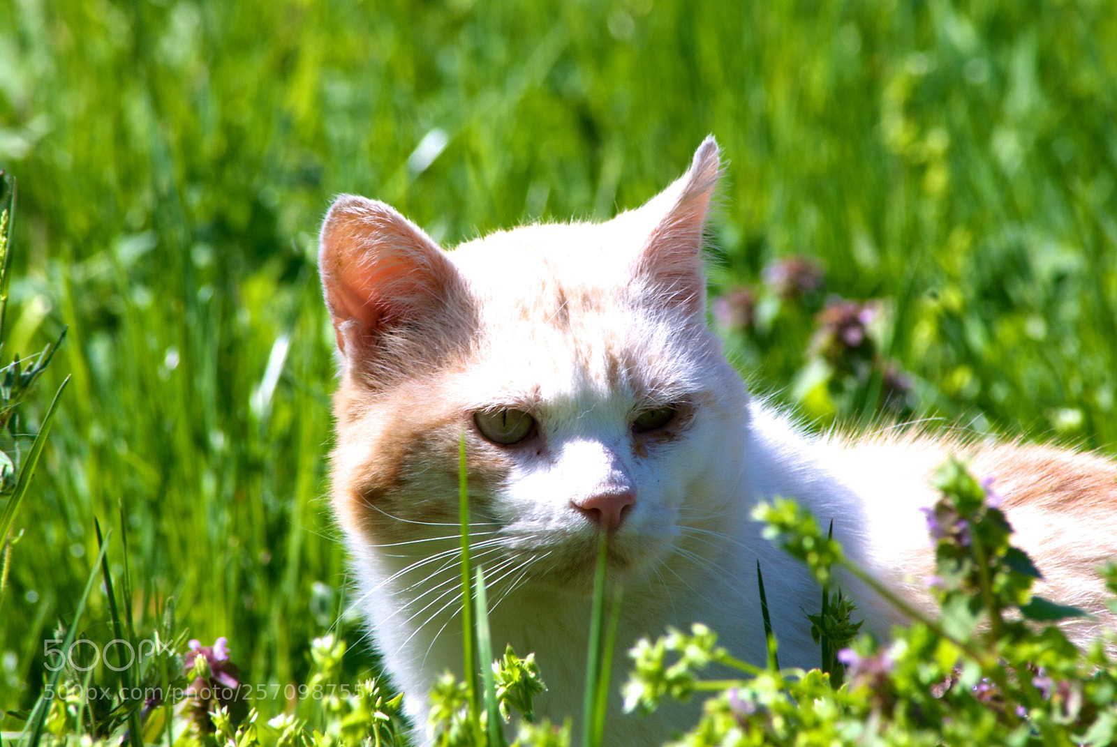 Nikon D60 sample photo. Version photography