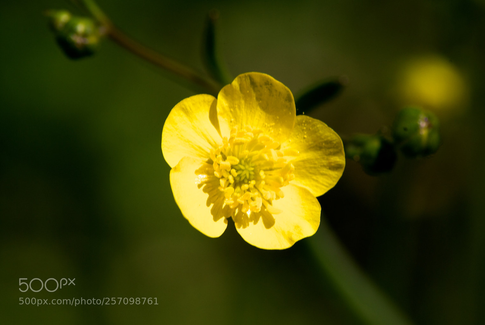Nikon D60 sample photo. Version photography