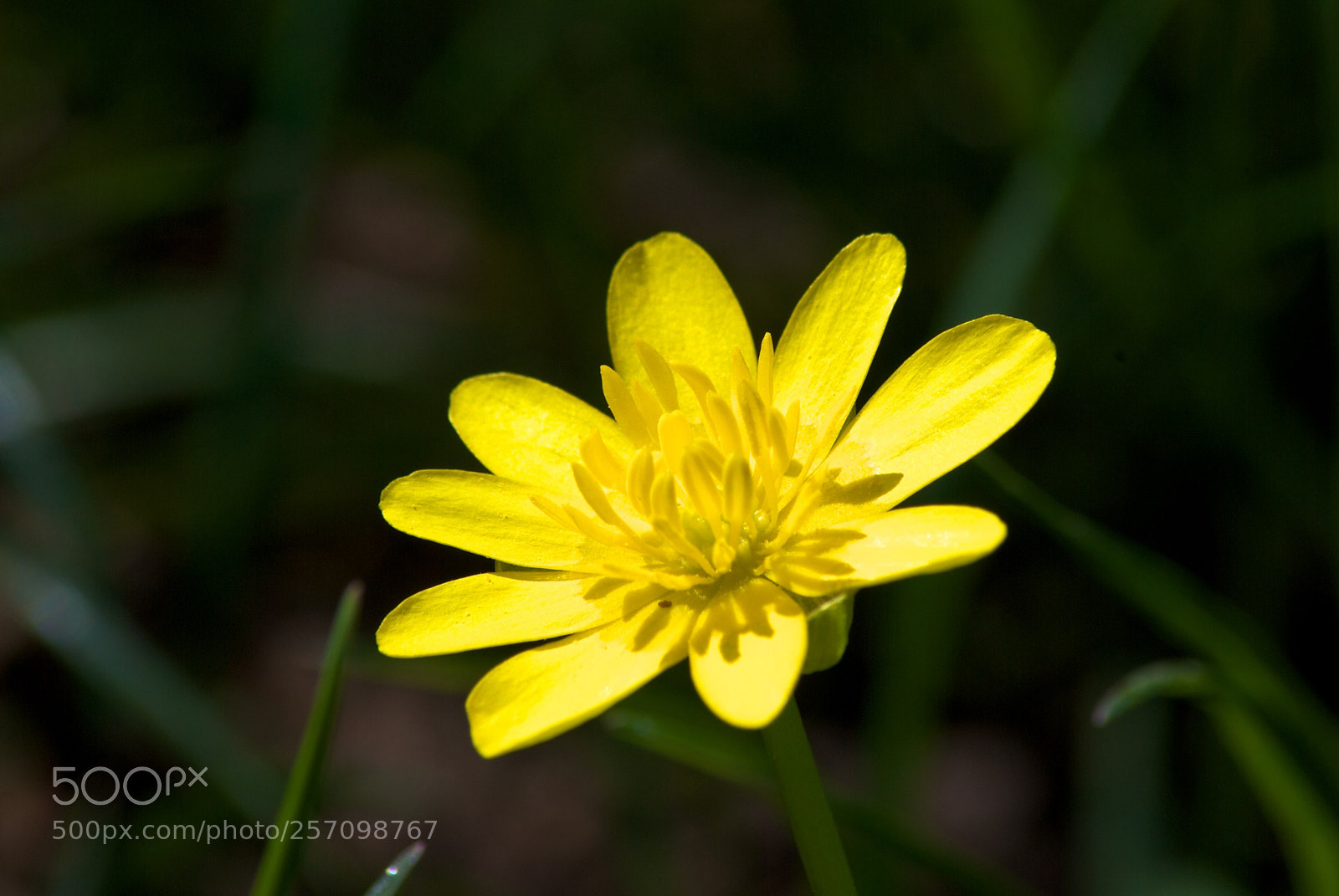 Nikon D60 sample photo. Version photography