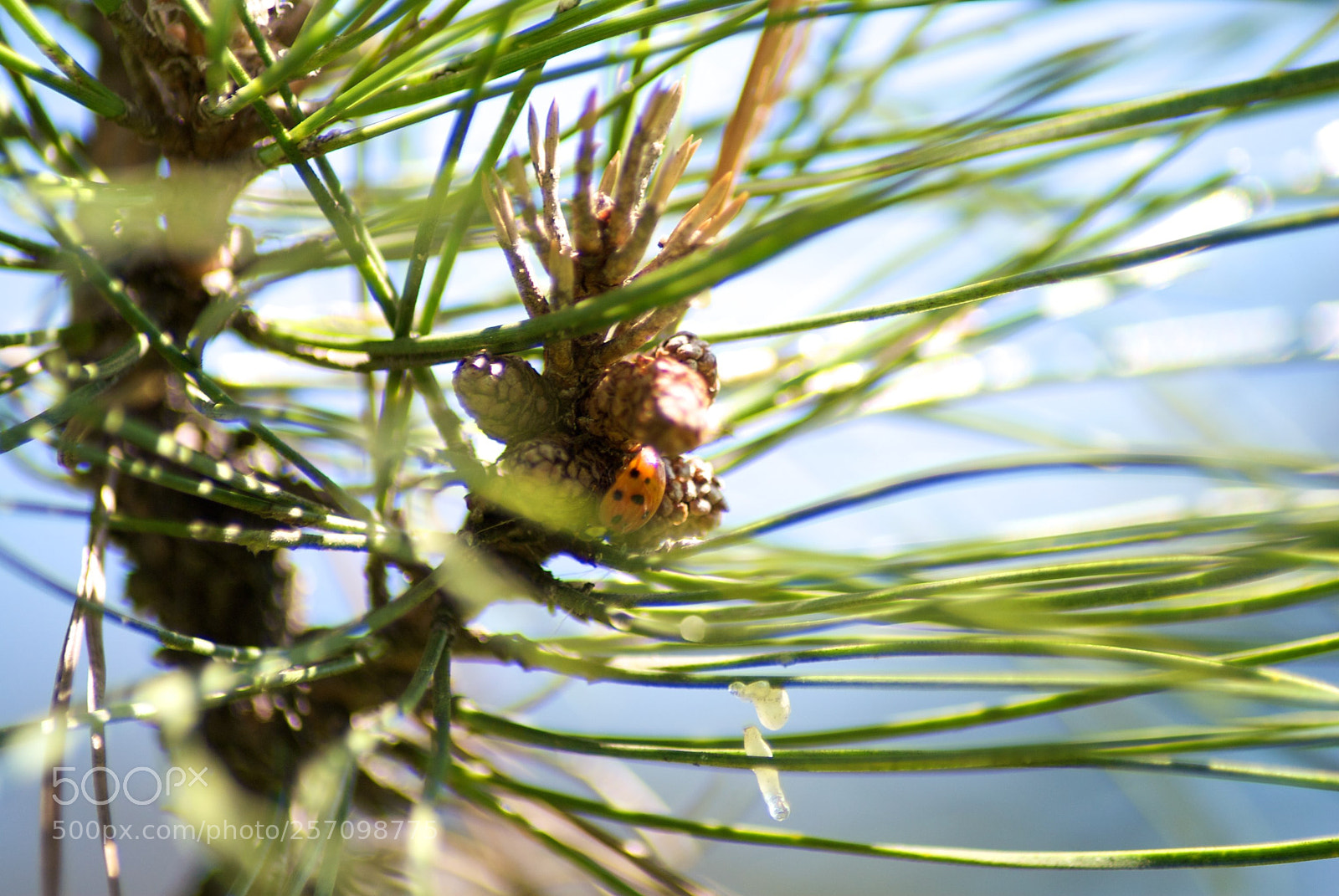 Nikon D60 sample photo. Version photography