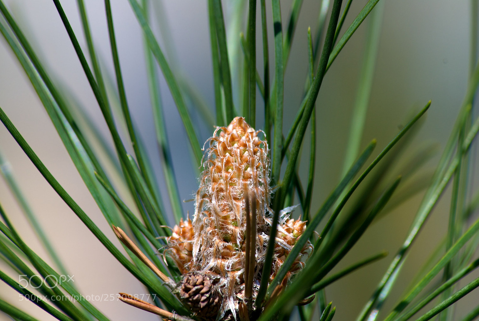 Nikon D60 sample photo. Version photography