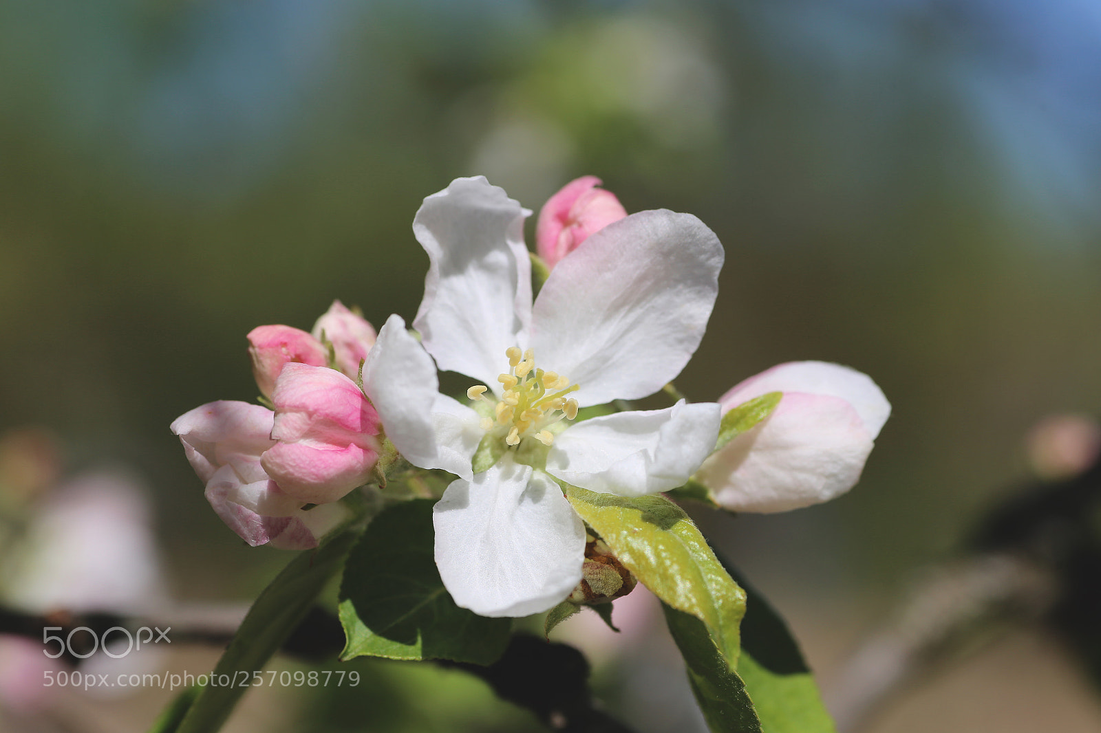 Canon EOS 6D sample photo. Spr cmng photography
