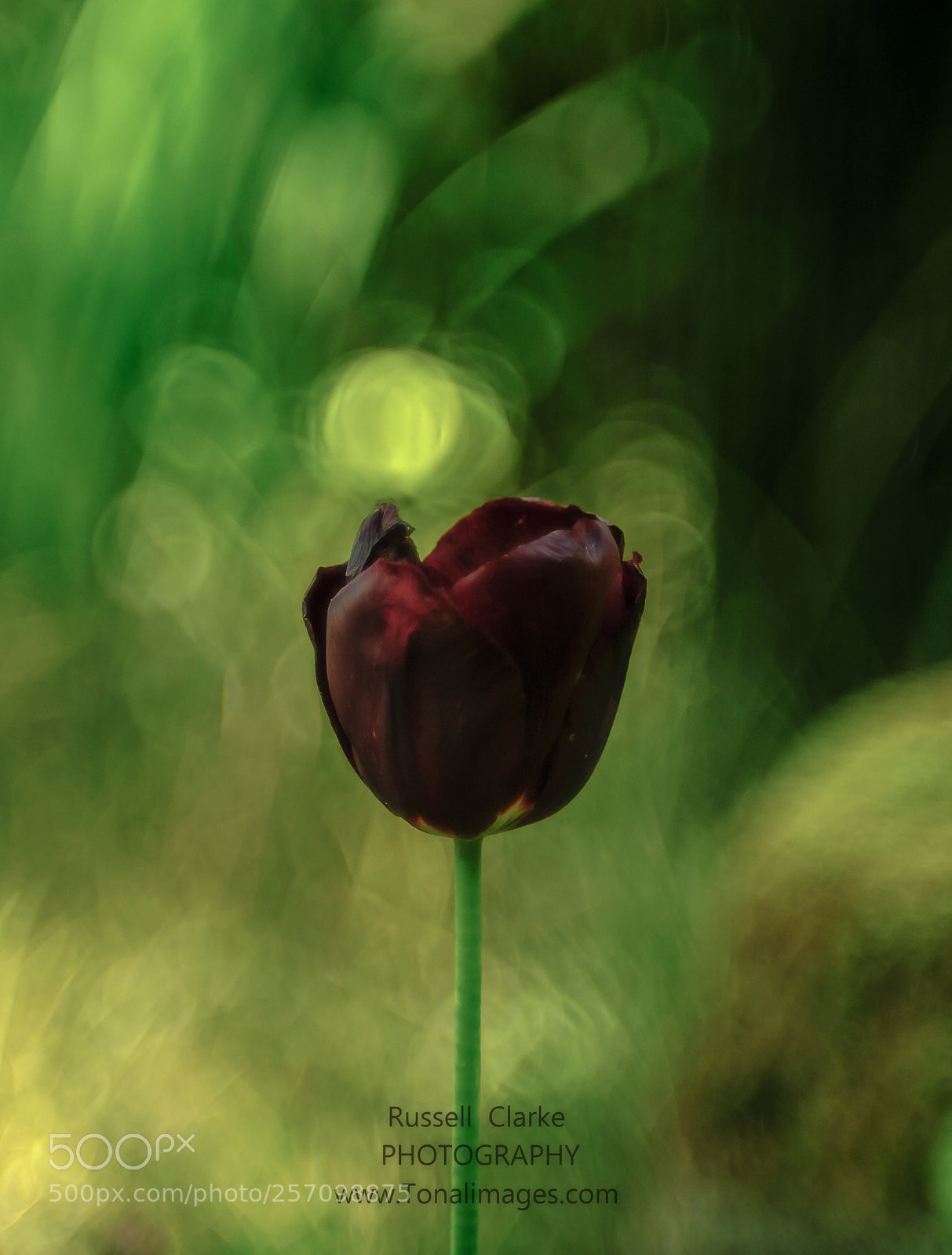 Nikon D700 sample photo. Flower power photography