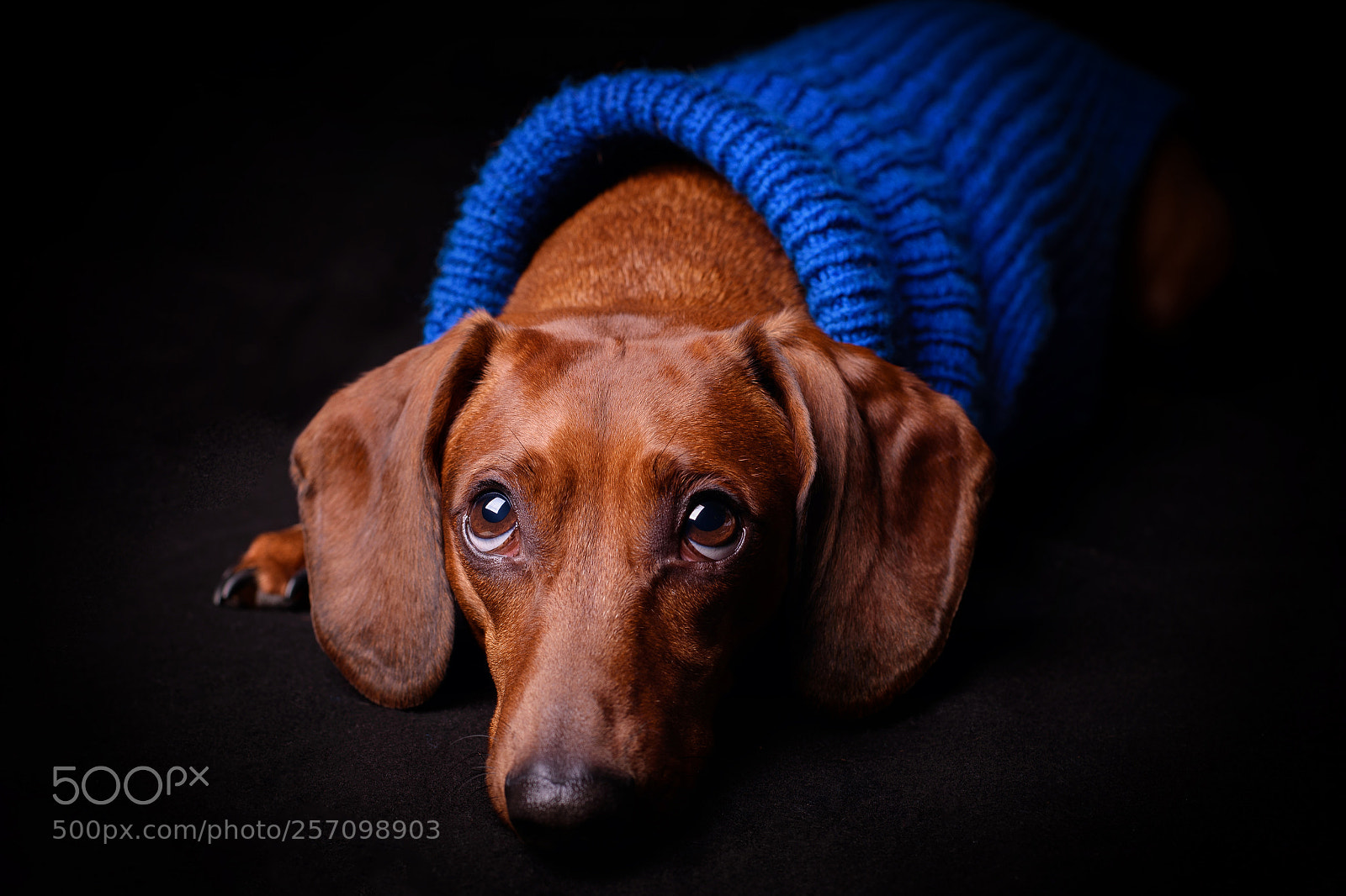 Nikon D750 sample photo. Waiting for treat photography