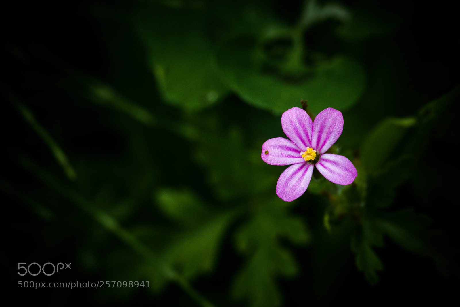 Sony a6000 sample photo. Hidden spring photography