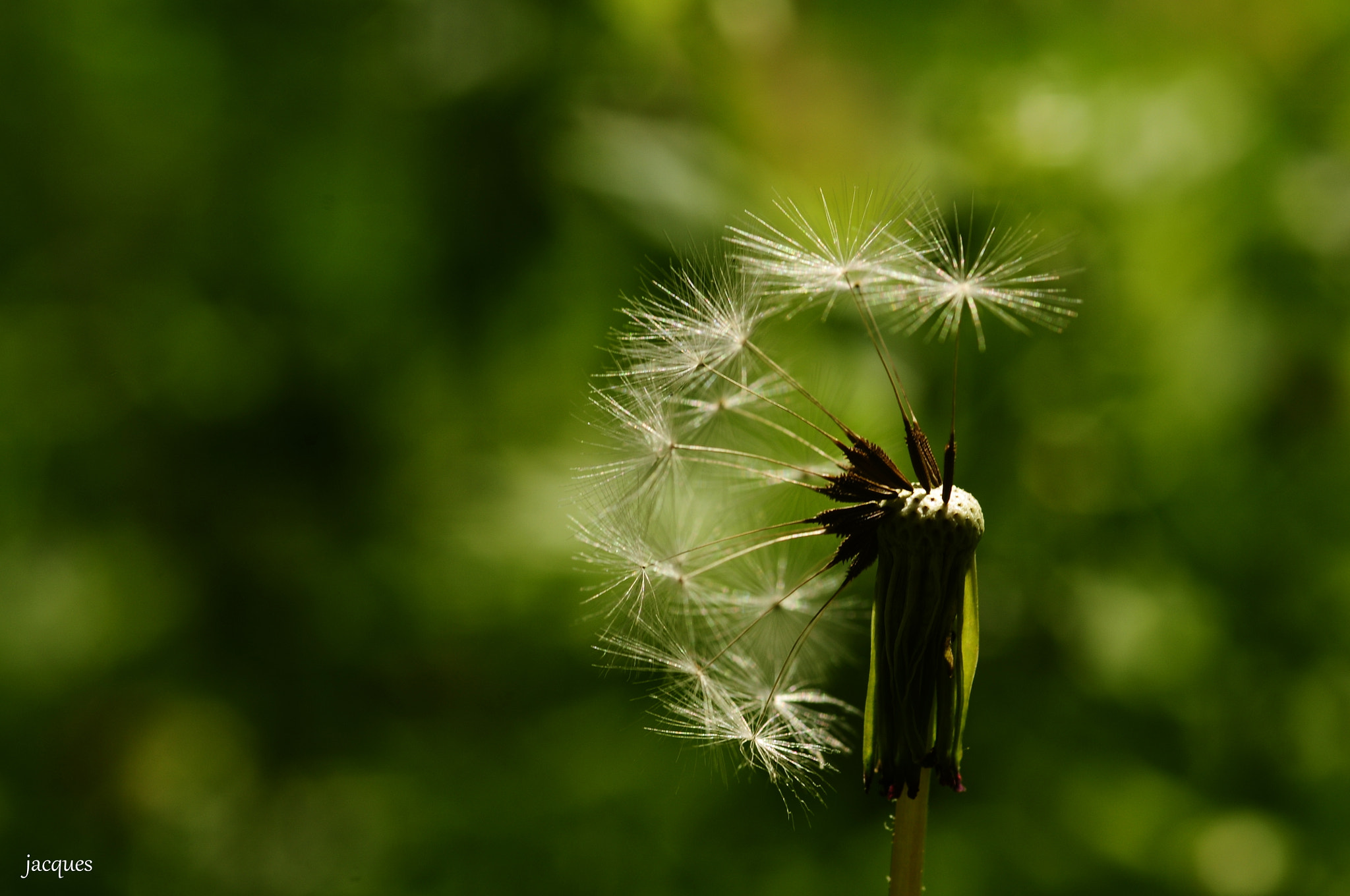 Sigma 105mm F2.8 EX DG Macro sample photo. Sparkling photography