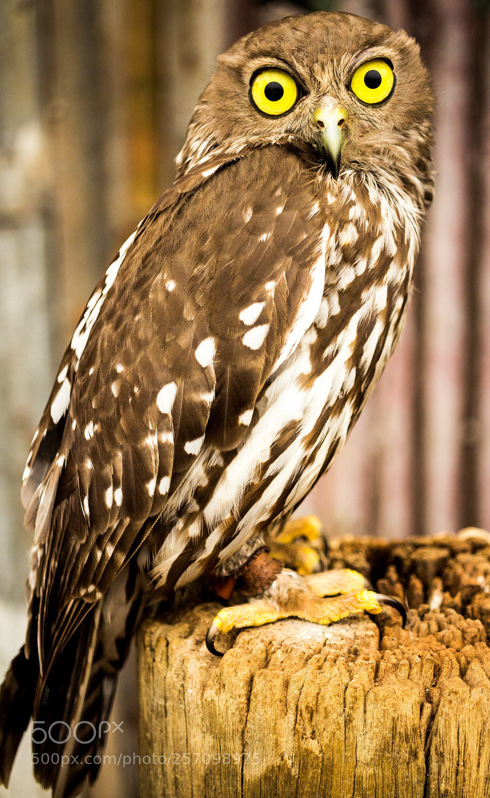 Canon EOS 650D (EOS Rebel T4i / EOS Kiss X6i) sample photo. Owl photography