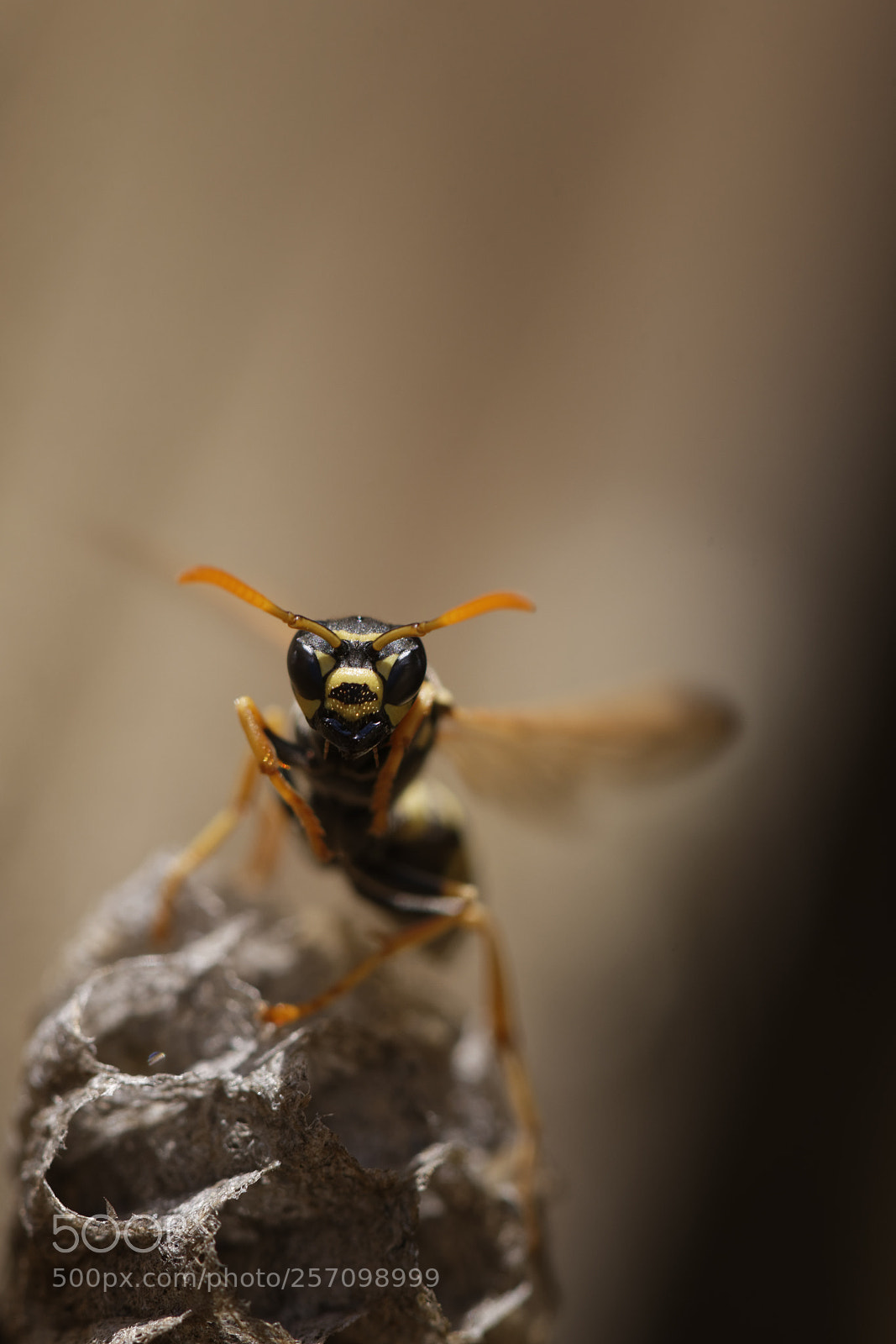 Nikon D750 sample photo. Guêpe poliste photography
