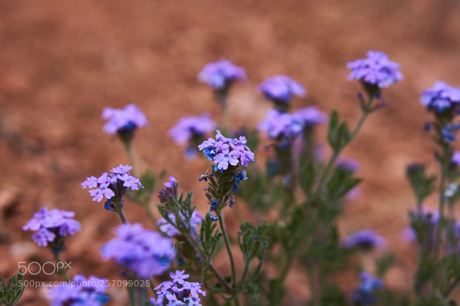 Sony a6000 sample photo. Untitled photography