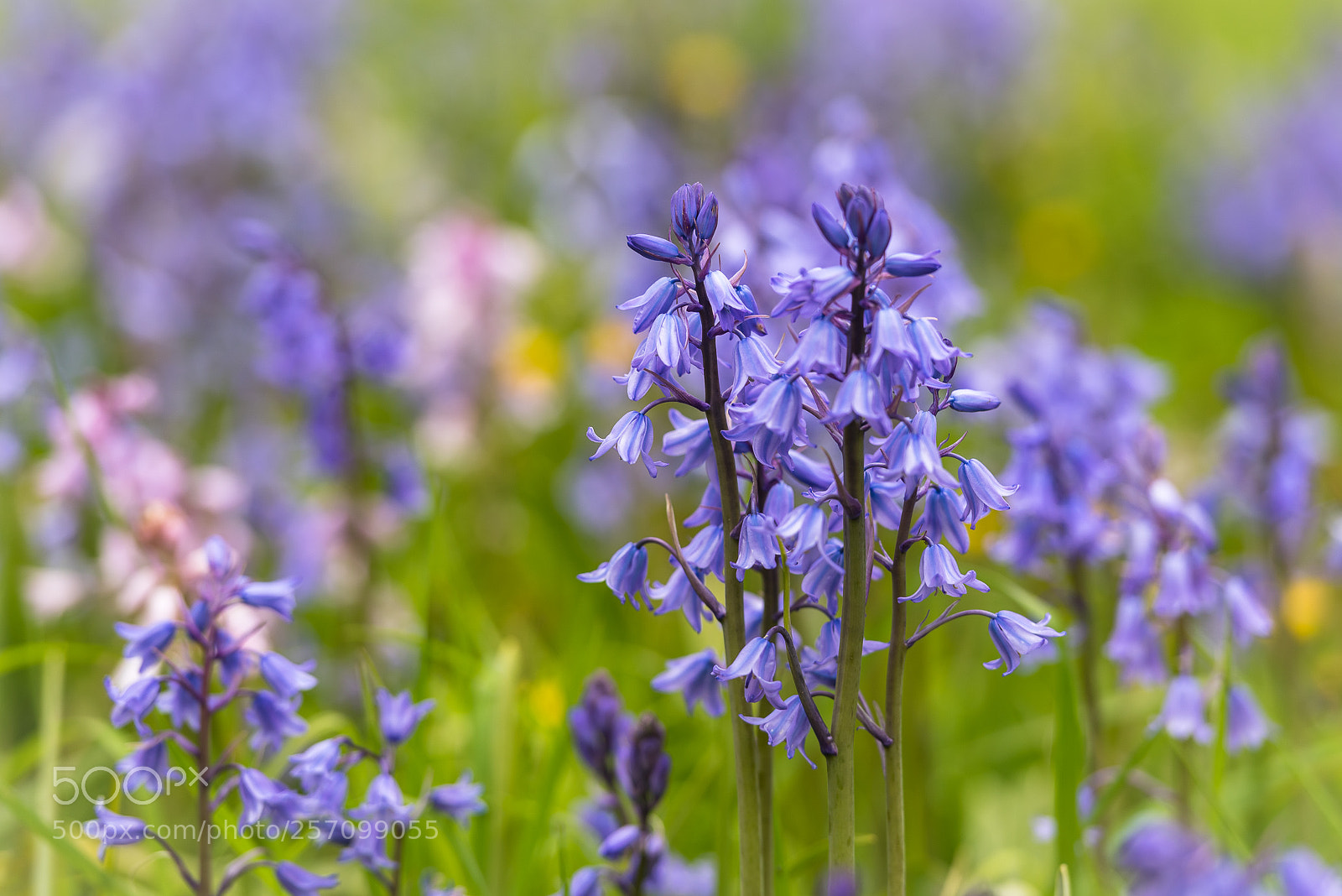 Nikon D750 sample photo. Bluebells photography