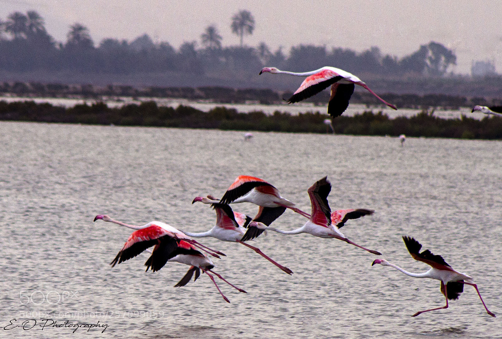 Canon EOS 7D sample photo. Flamingos photography