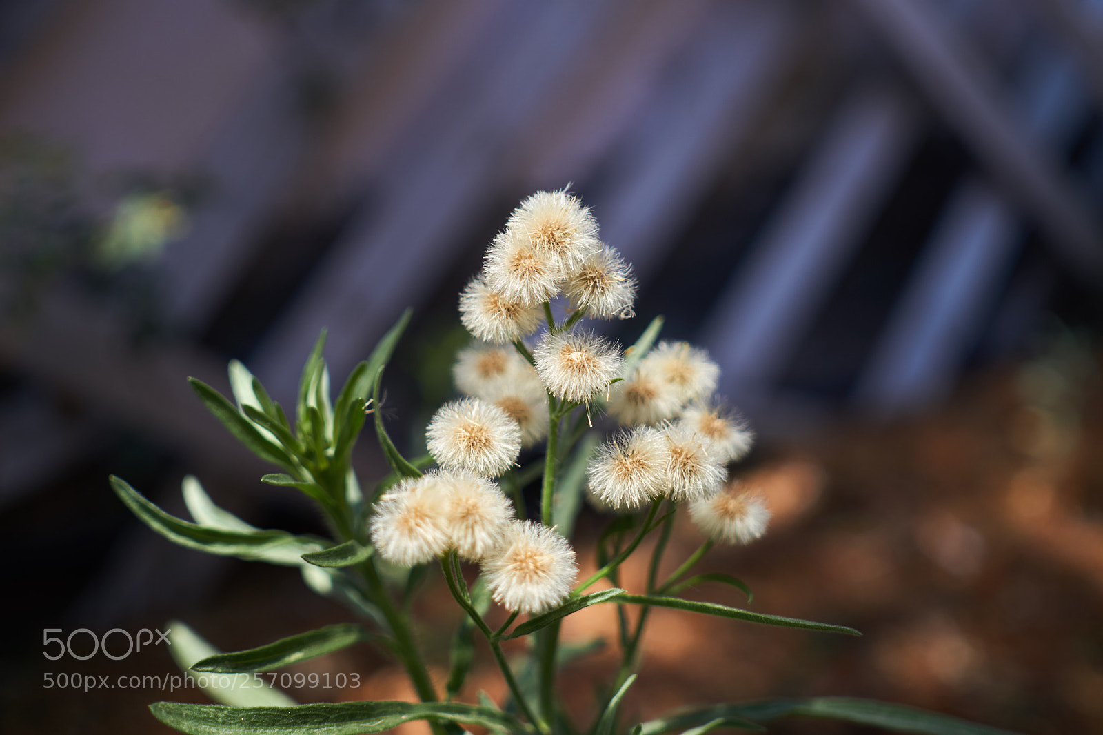 Sony a6000 sample photo. Untitled photography