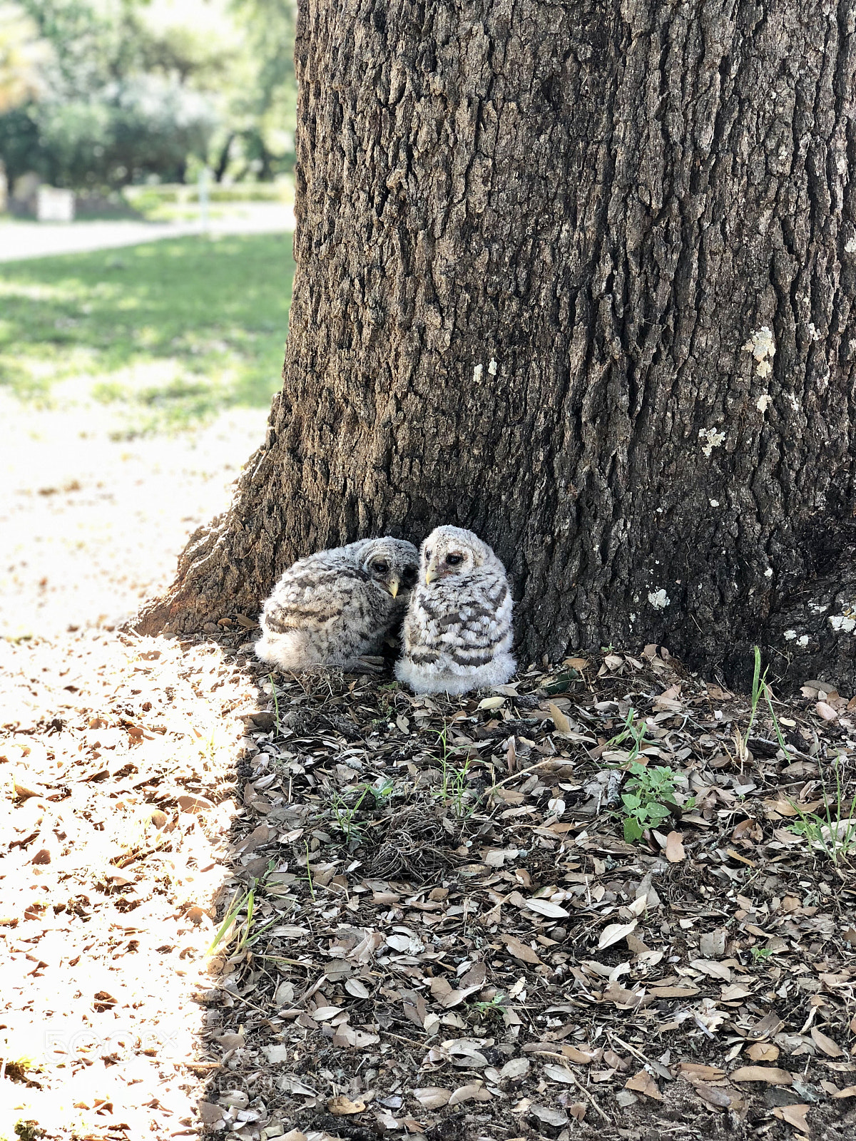 Apple iPhone X sample photo. Young owls photography